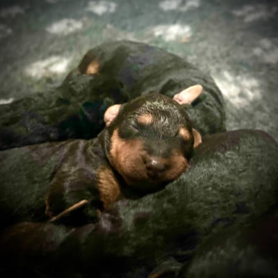 Les chiots de Airedale Terrier