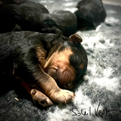 Les chiots de Airedale Terrier