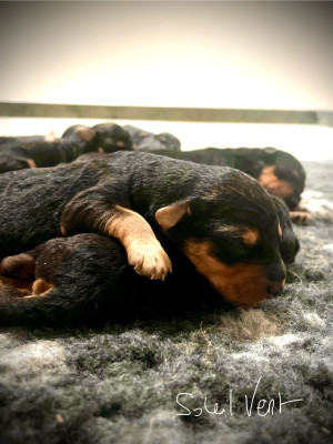 Les chiots de Airedale Terrier