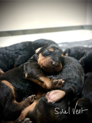 Les chiots de Airedale Terrier
