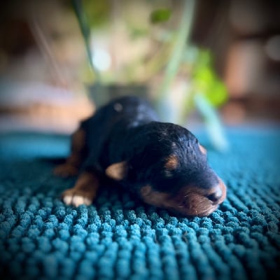 Les chiots de Airedale Terrier