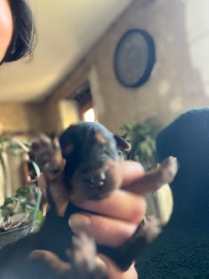 Les chiots de Airedale Terrier