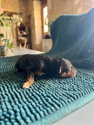 Les chiots de Airedale Terrier