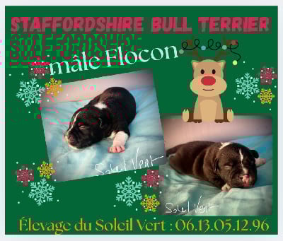 Les chiots de Staffordshire Bull Terrier