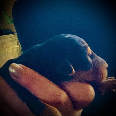 Les chiots de Airedale Terrier