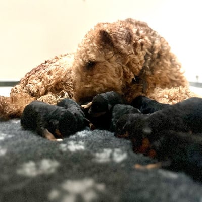 Les chiots de Airedale Terrier