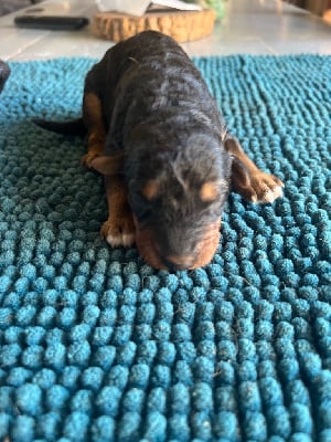 Les chiots de Airedale Terrier