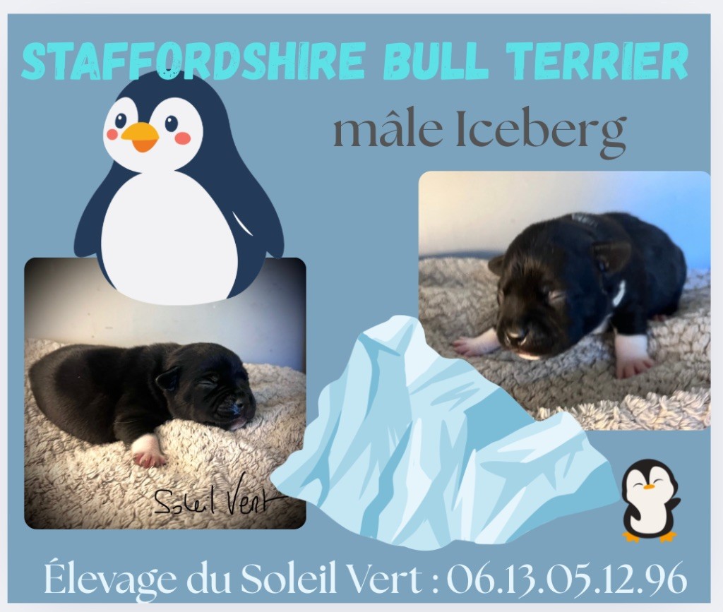 CHIOT 3 - Staffordshire Bull Terrier