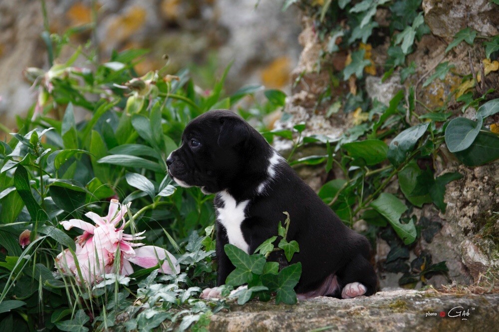 Orient-Express du Soleil Vert - Staffordshire Bull Terrier