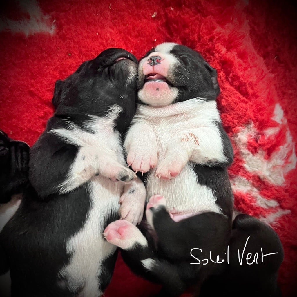 Staffordshire Bull Terrier - Du Soleil Vert