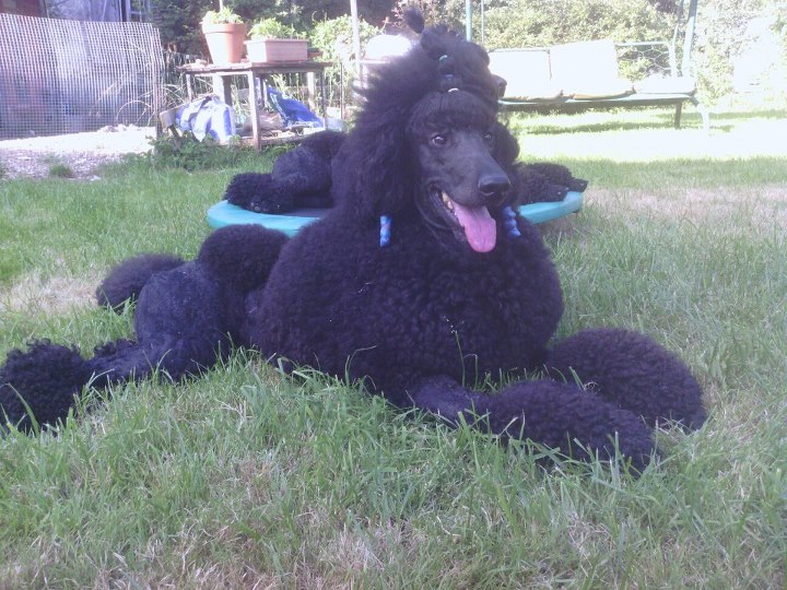 Publication : Begin To Dream