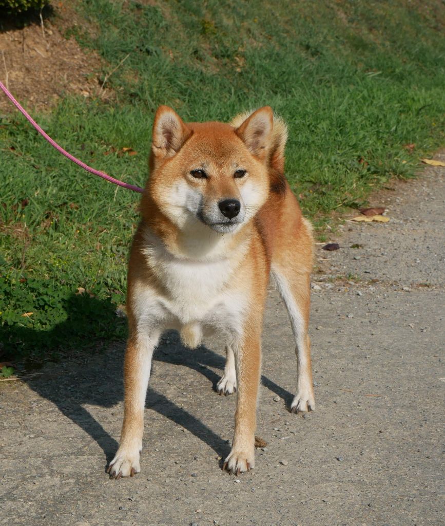 Sépia De La Source Des Rochettes