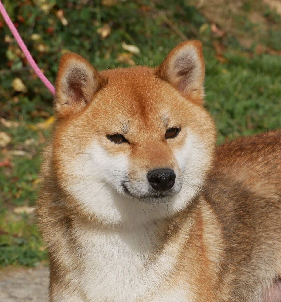 Toyota De La Source Des Rochettes