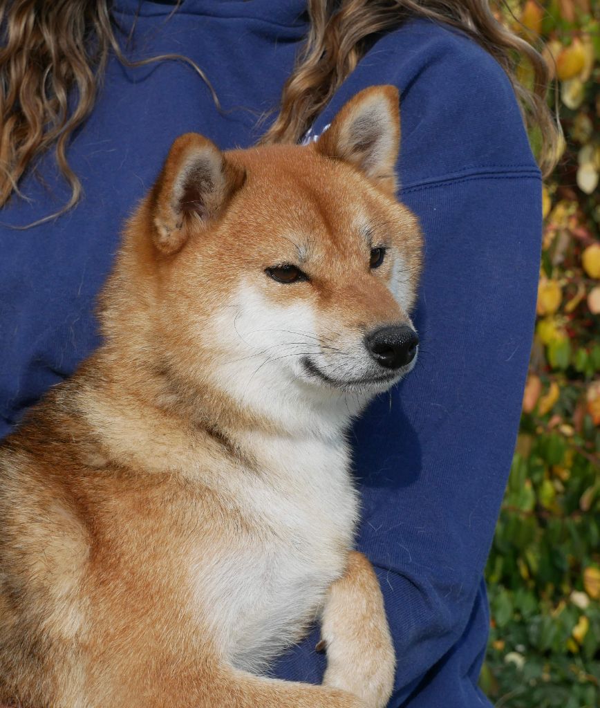 Toyota De La Source Des Rochettes