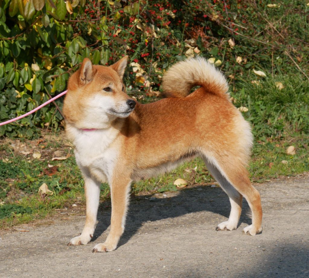 Sépia De La Source Des Rochettes