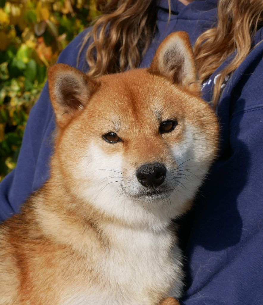 Toyota De La Source Des Rochettes
