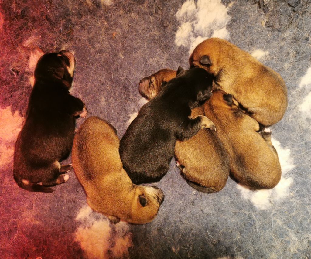 Shiba - De La Source Des Rochettes