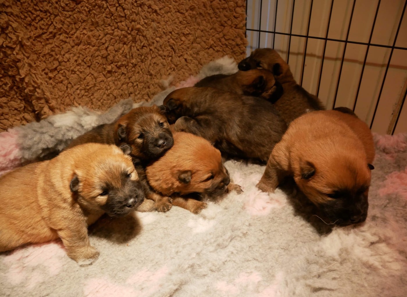 Eurasier - De La Source Des Rochettes