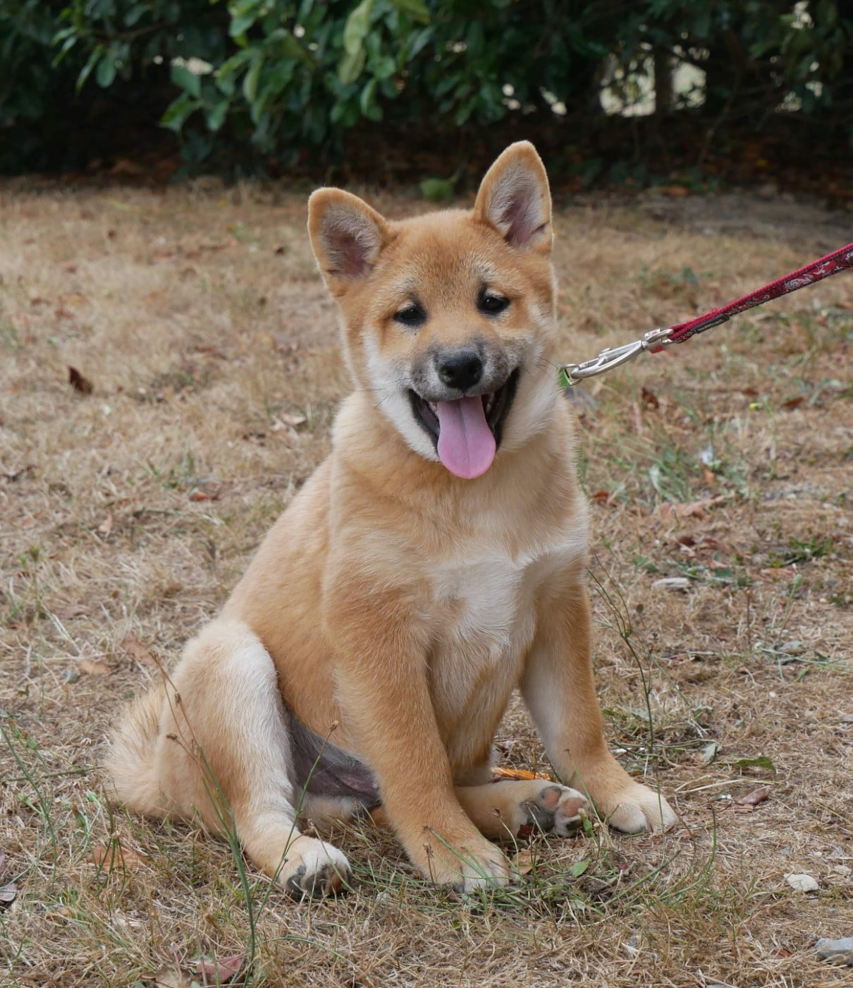 Shiba - De La Source Des Rochettes