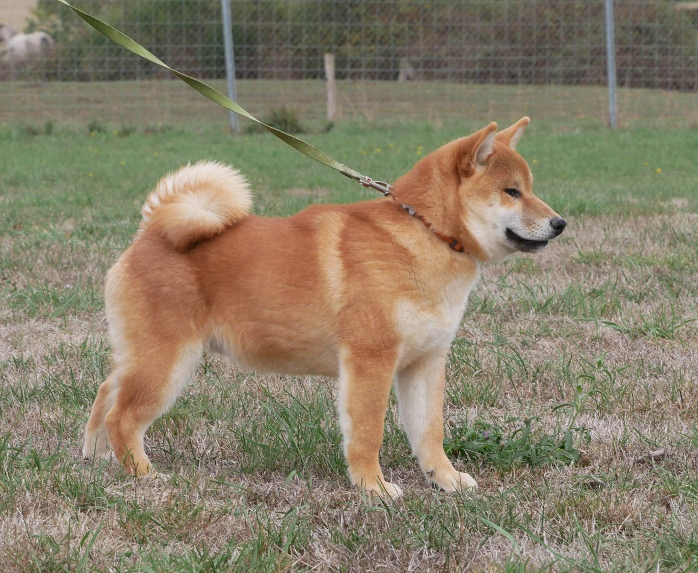 Shiba - De La Source Des Rochettes