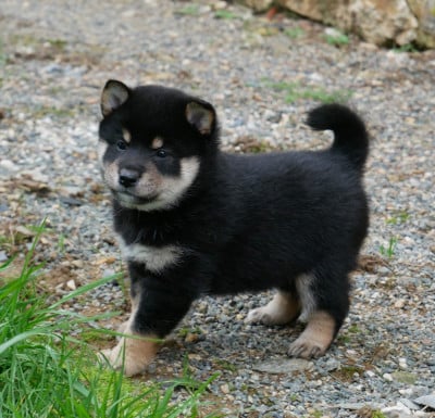 Les chiots de Shiba
