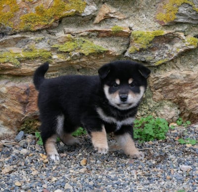 Les chiots de Shiba