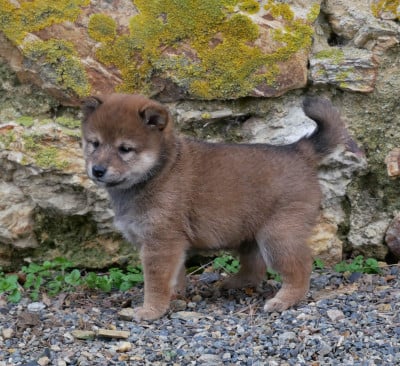 Les chiots de Shiba