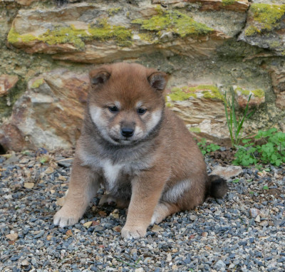 Les chiots de Shiba