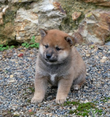 Les chiots de Shiba