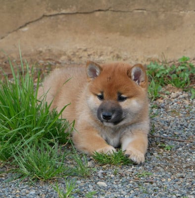 Les chiots de Shiba