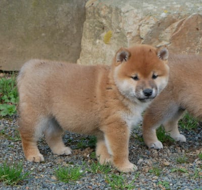 Les chiots de Shiba