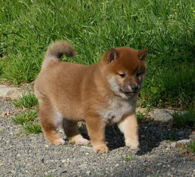 Les chiots de Shiba