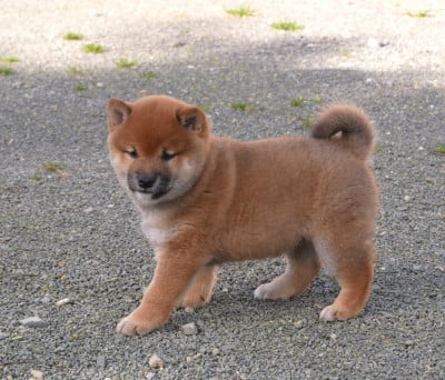 Les chiots de Shiba
