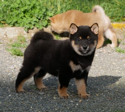 Les chiots de Shiba