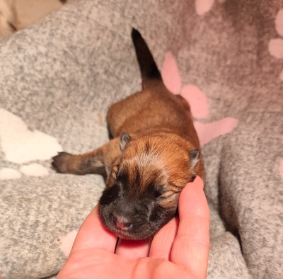 Les chiots de Eurasier