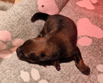 Les chiots de Eurasier