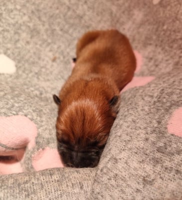 Les chiots de Eurasier