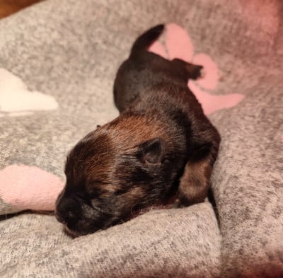 Les chiots de Eurasier