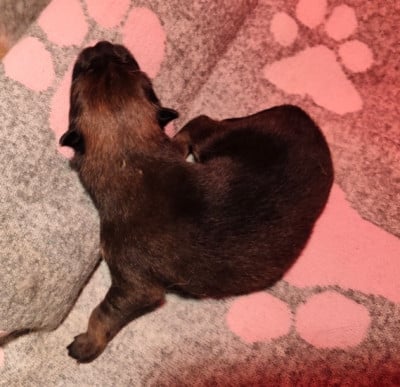 Les chiots de Eurasier