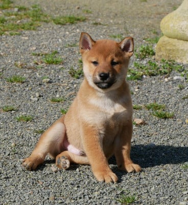 Les chiots de Shiba