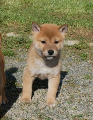Les chiots de Shiba
