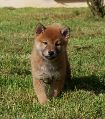 Les chiots de Shiba