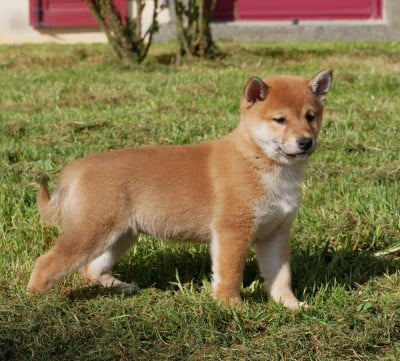 Les chiots de Shiba
