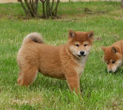 Les chiots de Shiba