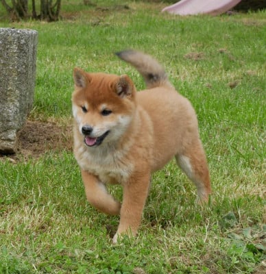 Les chiots de Shiba