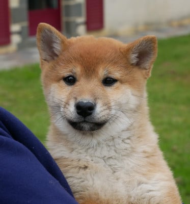 Les chiots de Shiba