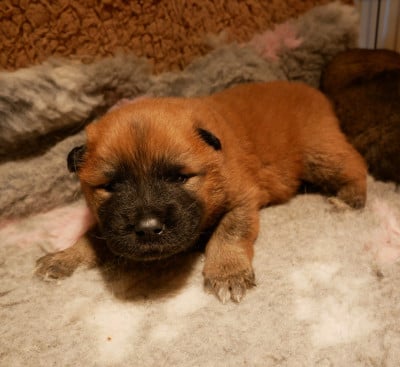 Les chiots de Eurasier