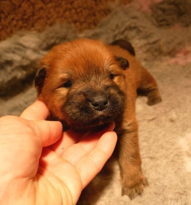 Les chiots de Eurasier