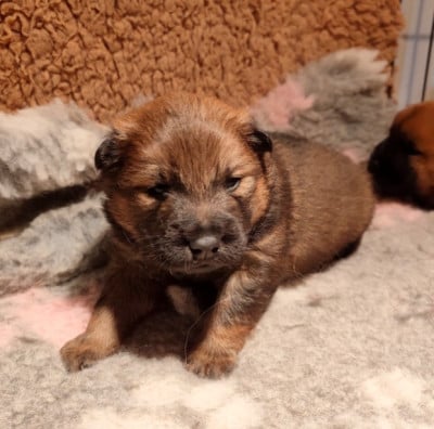 Les chiots de Eurasier