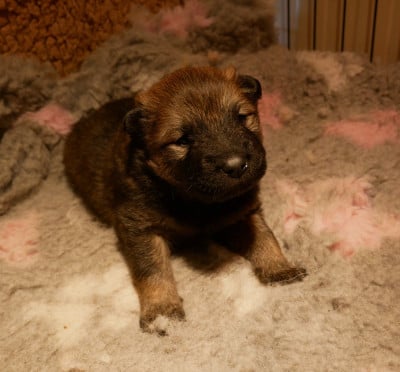 Les chiots de Eurasier